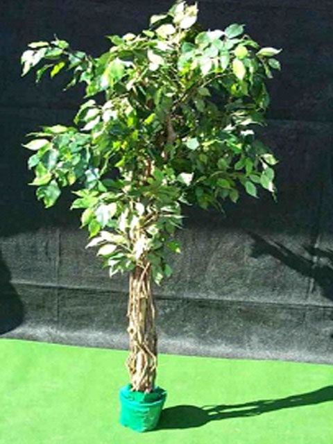 Kunstpflanze im Topf mit Zierkies, Ficus